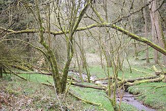 Kälberbach (Seemenbach) httpsuploadwikimediaorgwikipediacommonsthu