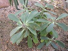 Kleinia amaniensis httpsuploadwikimediaorgwikipediacommonsthu