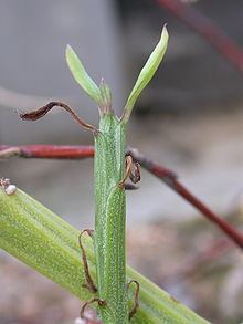 Kleinia madagascariensis httpsuploadwikimediaorgwikipediacommonsthu