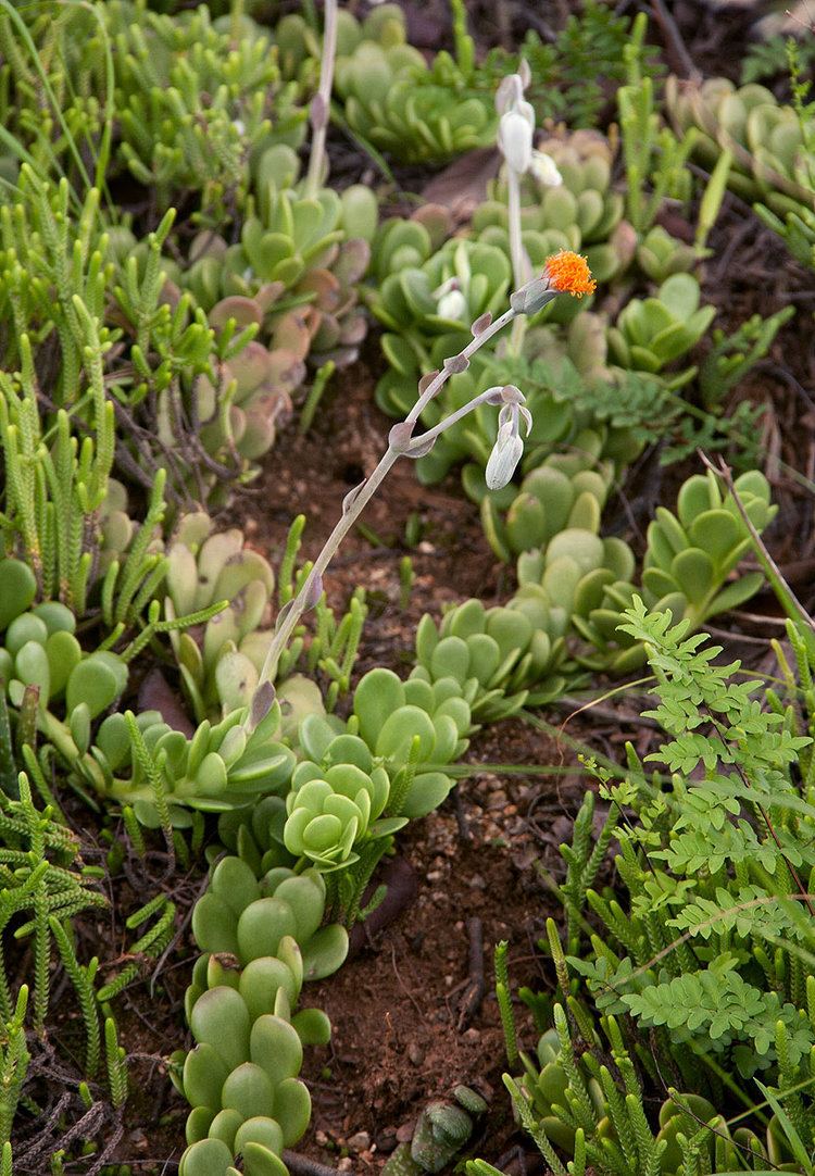 Kleinia petraea Flora of Zimbabwe Cultivated species information individual