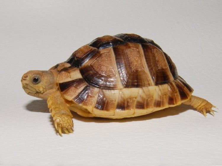 Kleinmann's tortoise Kleinman39s Tortoise for sale from The Turtle Source