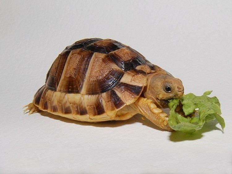 Kleinmann's tortoise Kleinman39s Tortoise for sale from The Turtle Source