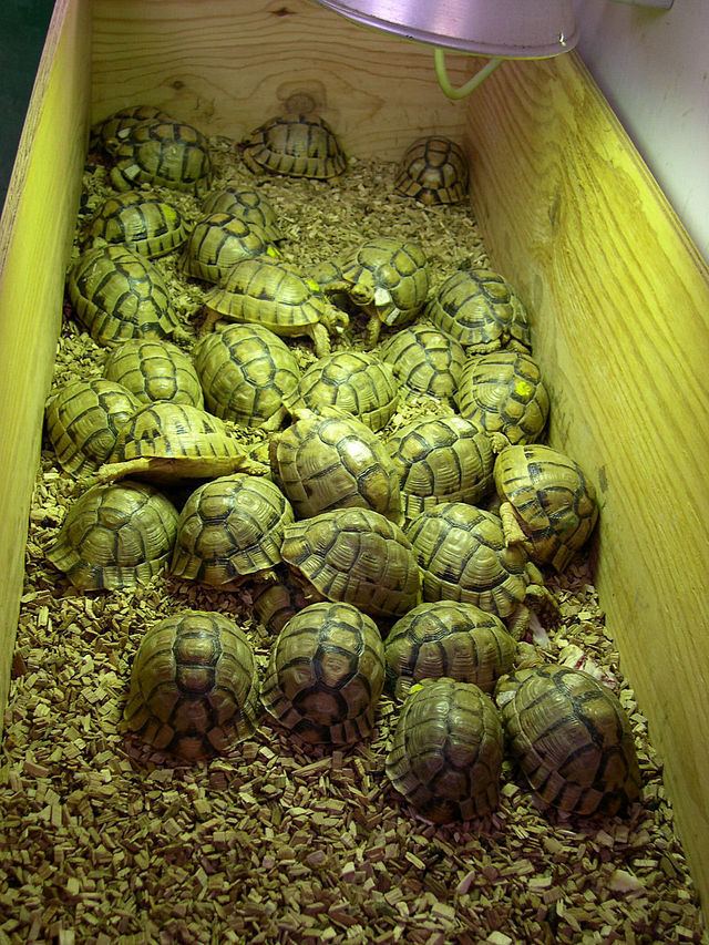 Kleinmann's tortoise Kleinmann39s tortoise Wikiwand