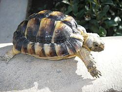 Kleinmann's tortoise httpsuploadwikimediaorgwikipediacommonsthu