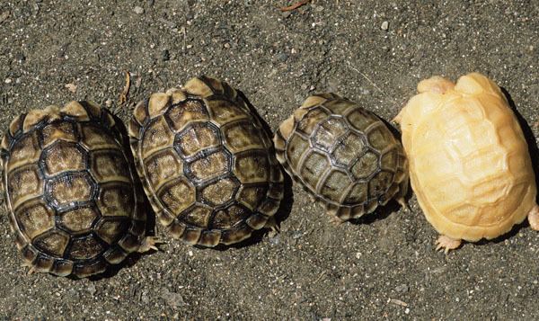 Kleinmann's tortoise Egyptian Tortoise Care Tips