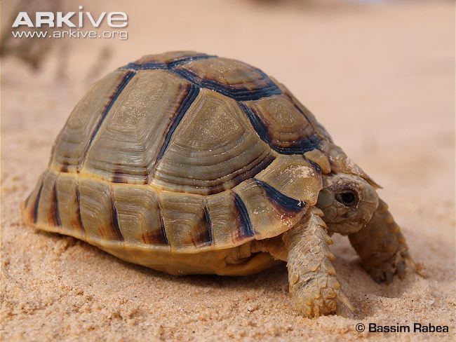 Kleinmann's tortoise Egyptian tortoise videos photos and facts Testudo kleinmanni ARKive
