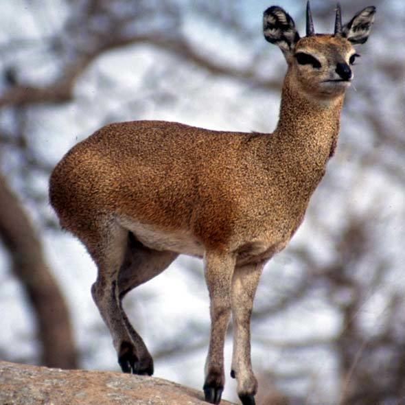 Klipspringer Klipspringer Antelope South Africa Mammal Guide