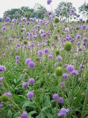 Knautia arvensis 1000 images about Knautia arvensis Knautia arvensis on Pinterest