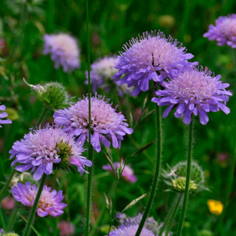 Knautia arvensis 1000 images about Knautia arvensis Knautia arvensis on Pinterest