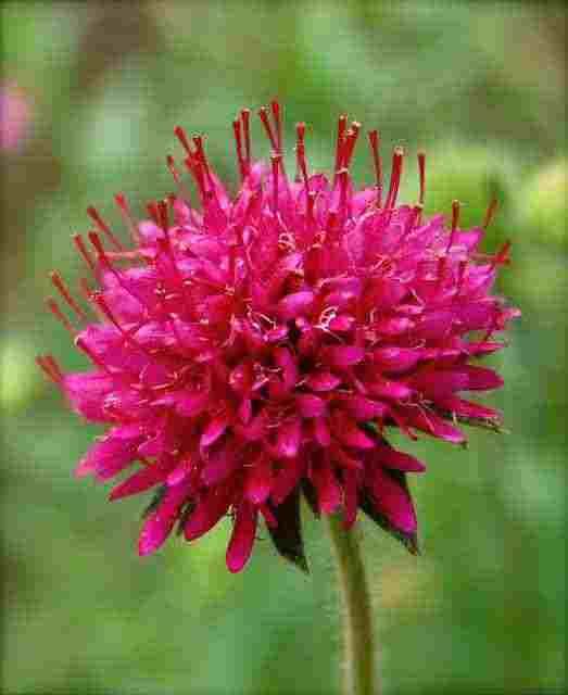 Knautia Growing Knautia From Seed For Your Cut Flower Garden Higgledy Garden