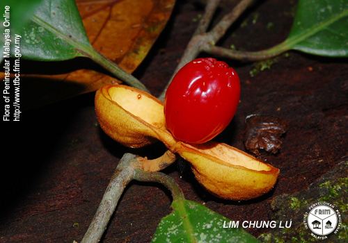 Knema Malaysian Biological Diversity Clearing House Mechanism CHM Search