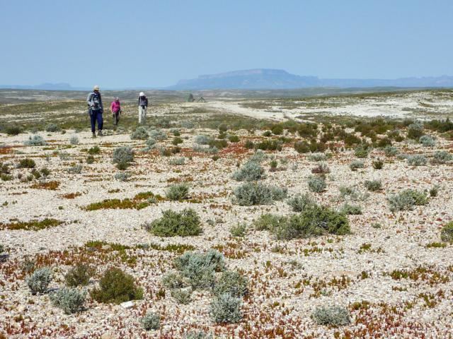 Knersvlakte African Bulbs IBSA Namaqualand and the Western Cape Tour September
