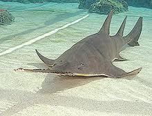 Knifetooth sawfish Sawfish Knifetooth Sawfish Dwarf Sawfish Green Sawfish Sawfish