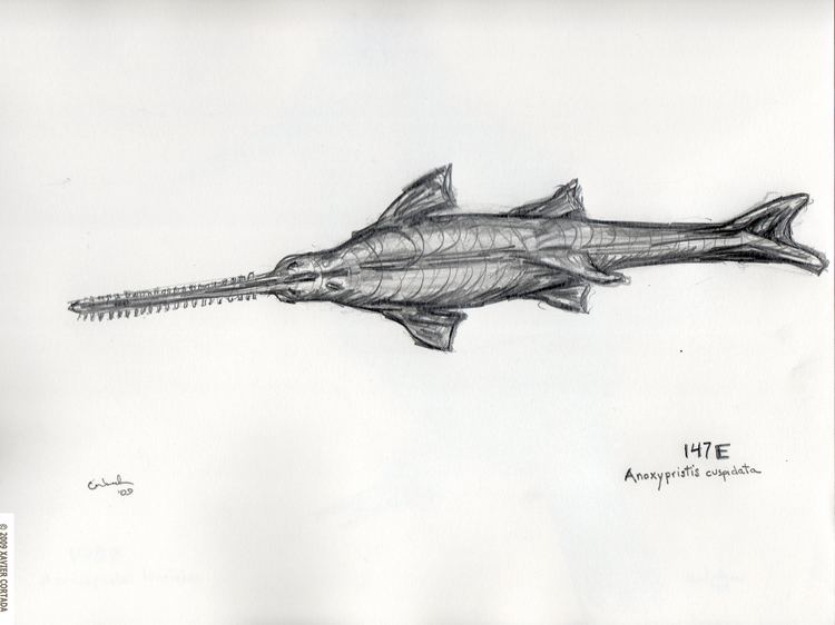 Knifetooth sawfish Endangered World 147E Longitude Xavier Cortada Participatory Art