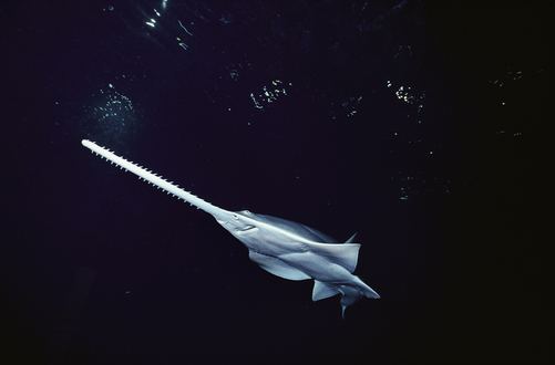 Knifetooth sawfish Knifetooth Sawfish Most Critically Endangered Pinterest