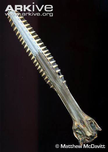 Knifetooth sawfish - Alchetron, The Free Social Encyclopedia