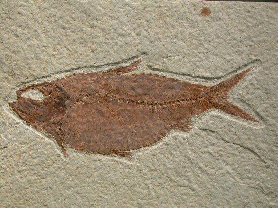 Knightia Fossil Fish Knightia alta