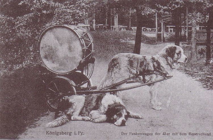 Königsberger Paukenhund