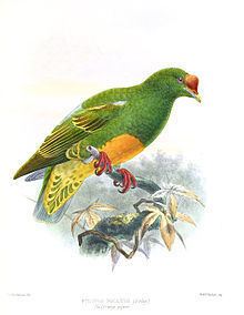 Knob-billed fruit dove httpsuploadwikimediaorgwikipediacommonsthu