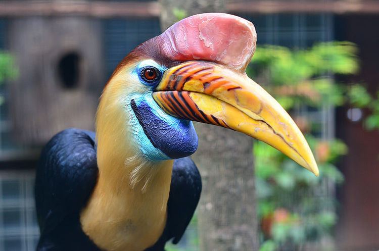 Knobbed hornbill Animal A Day Knobbed Hornbill