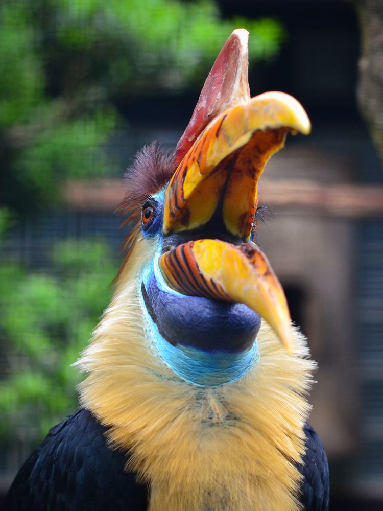 Knobbed hornbill FileAceros cassidix Knobbed Hornbill Helmhornvogel