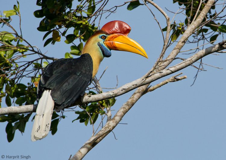 Knobbed hornbill Harprit Singh Photography Photo Keywords hornbill