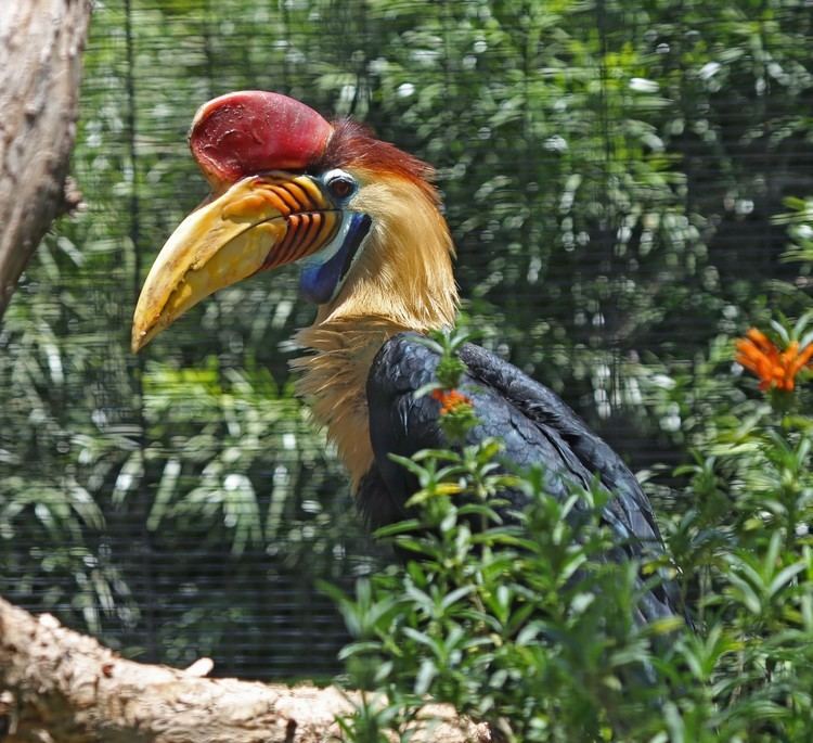 Knobbed hornbill Pictures and information on Knobbed Hornbill