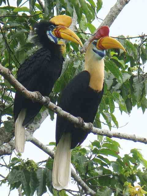 Knobbed hornbill Sulawesi redknobbed hornbill