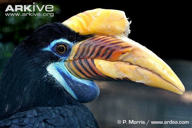 Knobbed hornbill Knobbed hornbill photo Aceros cassidix G141620 ARKive