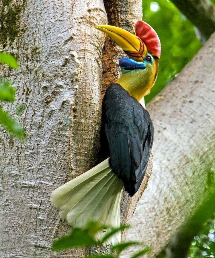 Knobbed hornbill Sulawesi redknobbed hornbill