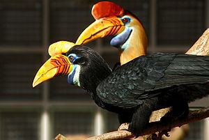 Knobbed hornbill Knobbed hornbill Wikipedia