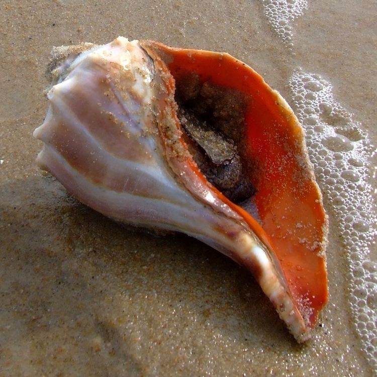 Knobbed whelk Knobbed whelk Wikipedia