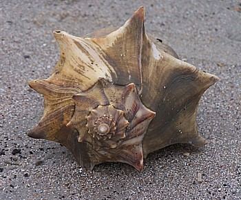 Knobbed whelk Whelks