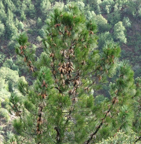 Knobcone pine wwwlaspilitascomimagesgrid24243056simages