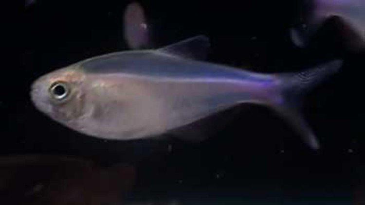 Knodus borki Blue Tetra Knodus borki Tropical Fish YouTube