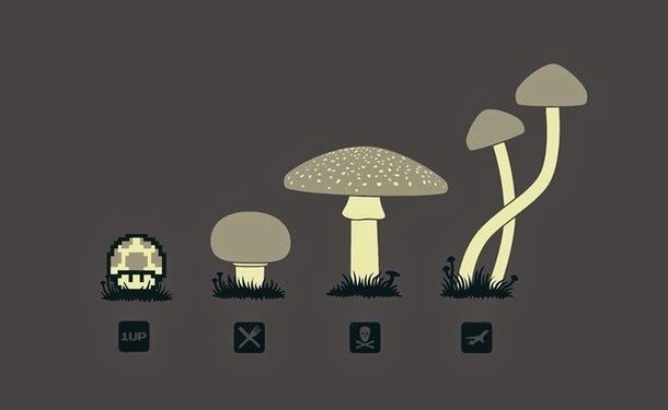 Know Your Mushrooms Know Your Mushrooms Documentary Psychedelic Adventure