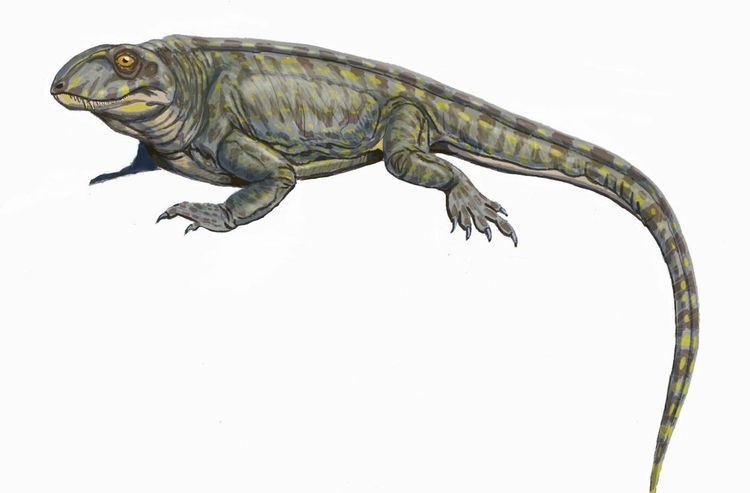 Knoxosaurus