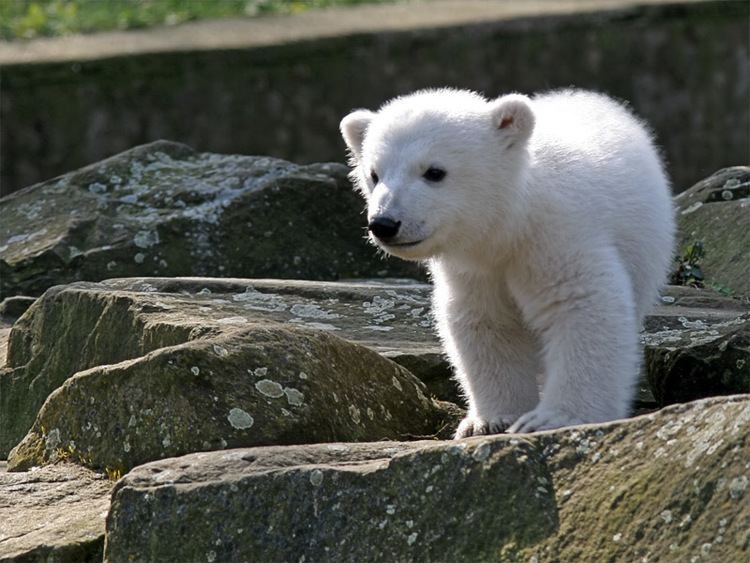 Knut (polar bear) Knut polar bear Wikipedia