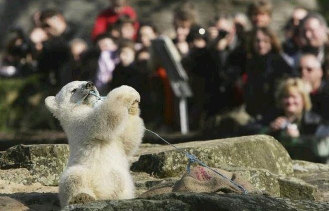 Knut (polar bear) Knut polar bear death riddle solved BBC News