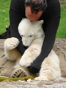 Knut (polar bear) httpsuploadwikimediaorgwikipediacommonsthu