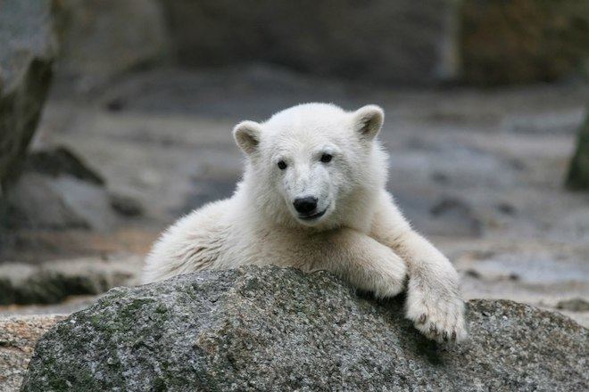 Knut (polar bear) Knut the Polar Bear Died So Suddenly