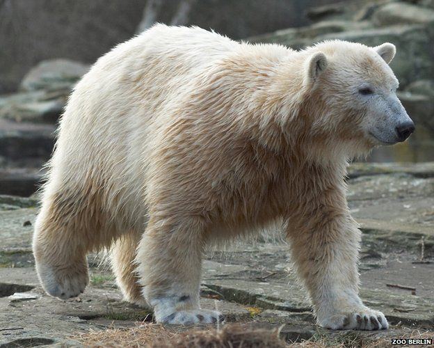 Knut (polar bear) Knut polar bear death riddle solved BBC News