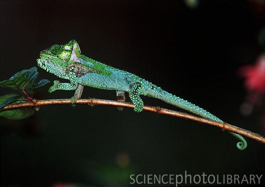 Knysna dwarf chameleon Knysna dwarf chameleon Stock Image Z7700029 Science Photo Library