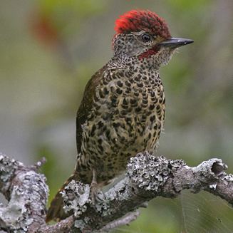 Knysna woodpecker wwwbiodiversityexplorerorgbirdspicidaeimages
