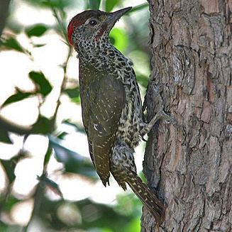 Knysna woodpecker notata Knysna woodpecker