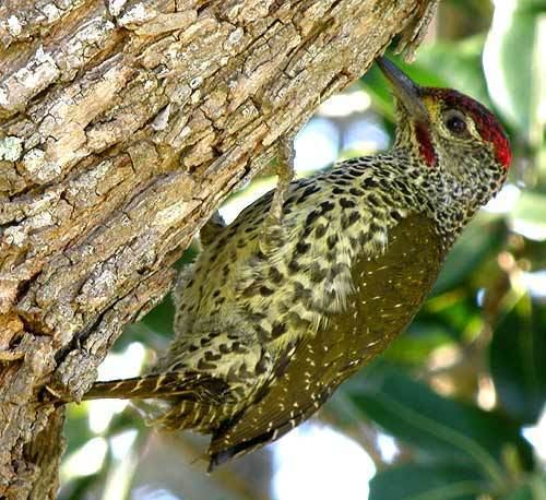 Knysna woodpecker Surfbirds Online Photo Gallery Search Results