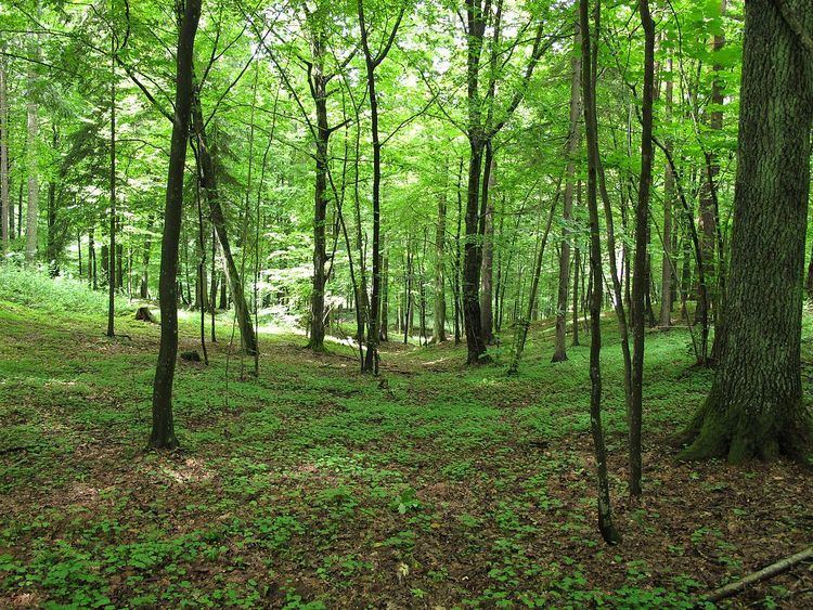 Knyszyń Forest Landscape Park