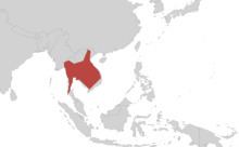 Koa Tao Island caecilian httpsuploadwikimediaorgwikipediacommonsthu