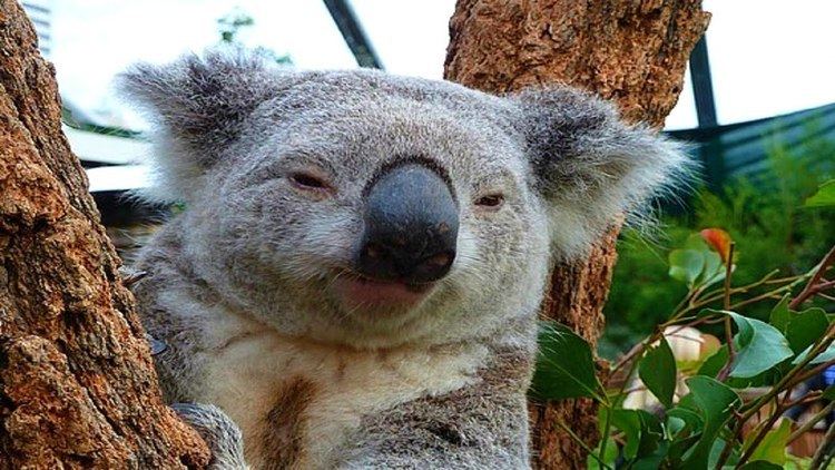 Koala Funniest Koala Videos EVER YouTube