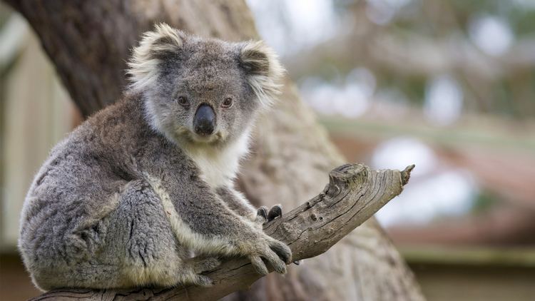 Koala Koala San Diego Zoo Animals amp Plants